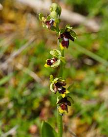 16: 170521120342Bruel<br> Bijen-orchis /  Ophrys apifera Huds]