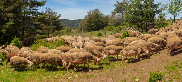 25: 170521131714Bruel-Pano<br>Hier gingen de schapen achter Hetty aan!