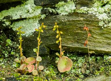 10: 170516112900Florac<br>Umbilicus rupestris