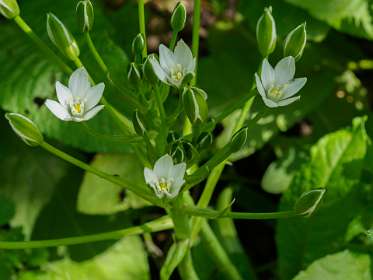 15: 170516115908Florac<br>Vogelmelk