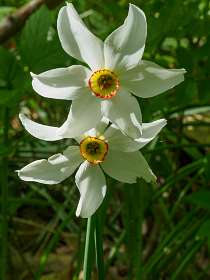 17: 170516120814Florac<br>Narcissus elegans