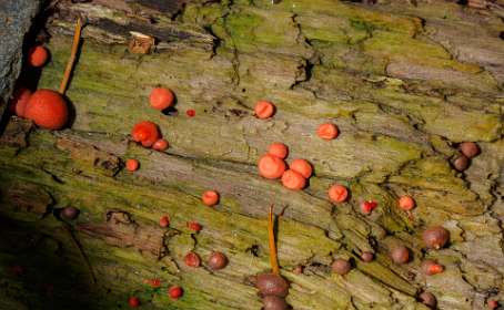18: 170516121049Florac<br>Oranje zwammetjes, waarschijnlijk de gladde kogelzwam ( hypoxylon fuseum)