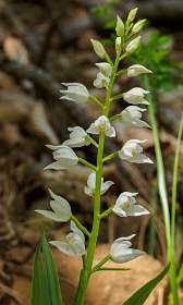 21: 170516130023Florac<br>Wit bosvogeltje / Cephalanthera longifolia