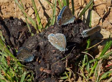 27: 170516140054Florac<br>Blauwtjes op een smakelijke hap