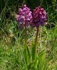 30: 170516141743Florac<br>Orchis