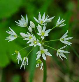 6: 170518123113Sainte-Enimie<br>Daslook