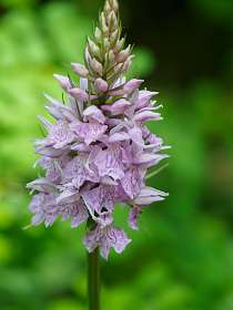 8: 170518124108Sainte-Enimie<br>Orchis