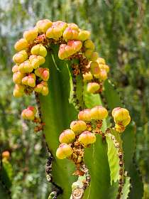 22: Grimaud (56 van 77)