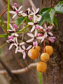 4: Grimaud (9 van 77)<br>Meele boom die we ook veel in Algarve zien, maat nu in bloei