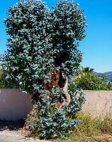 11: 190513-112947_Giens<br>Eucaliptus