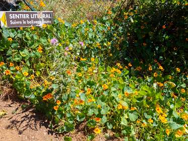 5: 190515-112309_SentierDuLitoral<br>Oostindische kers