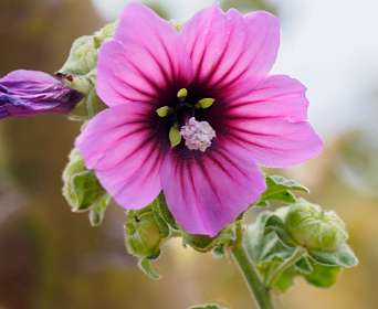 10: 190515-124910_SentierDuLitoral<br>Lavathera Olbia