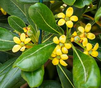 11: 190515-125228_SentierDuLitoral<br>Dit ruikt heerlijk: citrus