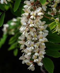 12: 190515-125249_SentierDuLitoral<br>Robinia