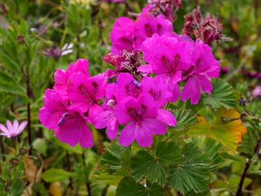13: 190515-125707_SentierDuLitoral<br>Franse geranium