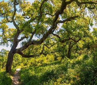 13: 19050530-3012121242_Agay-Pano