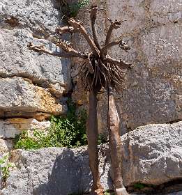 21: 19060603-0312313150_Gourdon