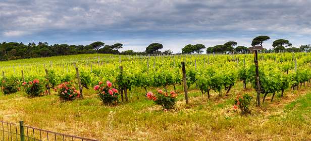 1: 19050527-2709404003_Cap-Taillat-Pano<br>De kortste weg liep langs Wijn Château Volterra, maar die weg was afgesloten.