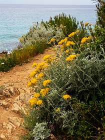 12: 19050527-2711565604_Cap-Taillat