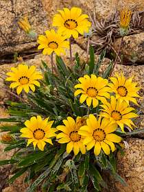 14: 19050527-2712000016_Cap-Taillat