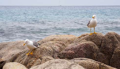 19: 19050527-2712414154_Cap-Taillat<br>Bedelende meeuwen