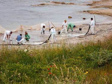 22: 19050527-2713141451_Cap-Taillat<br>Aangespoelde stookolie wordt hier verwijderd
