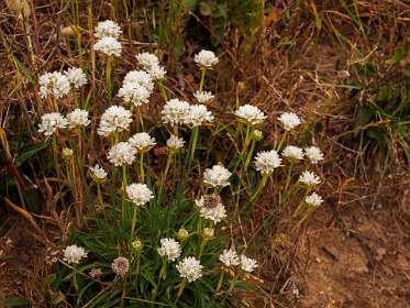 23: 19050527-2713171723_Cap-Taillat