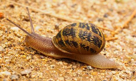 1: 19050526-2612101020_Pamplonne