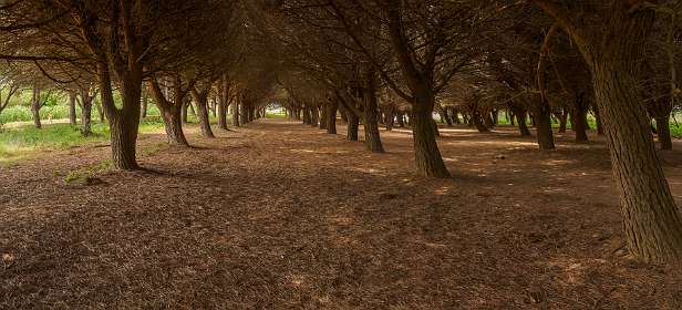 12: 19050526-2614171758_Pamplonne-HDR-Pano<br>Bos van Parasol dennen