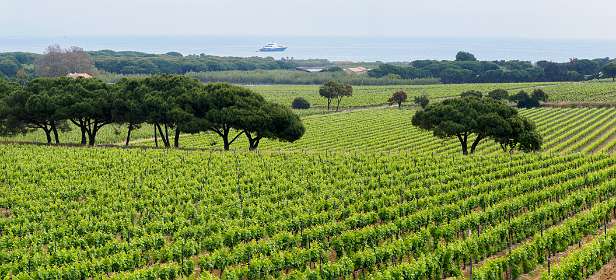 1: 19050525-2510272734_Ramatuelle-Pano<br>Le Domaines de Tournels
