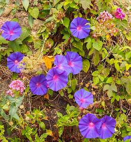 24: 19050525-2512363654_Ramatuelle