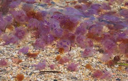 7: 19050523-2314353557_LesTournets<br>Allemaal rode kwallen