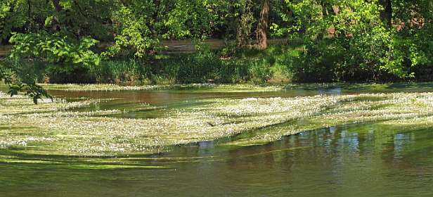 9: 10 20 05_0836_AP1<br>Waterranonkels in de Vézère