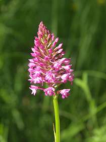 25: 2010 22 mei_0914<br>Orchidee