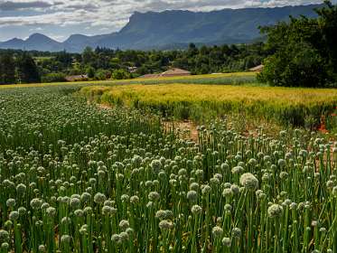 6: 170607101028Cobonne