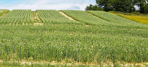 13: 170607111020Cobonne-Pano<br>Uien