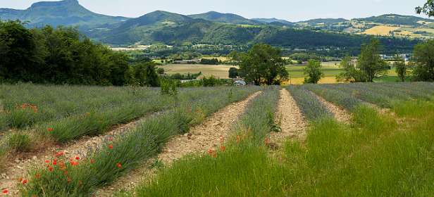 20: 170607134729Cobonne-Pano<br>Helaas, de Lavendel staat hier begin juni nog niet in bloei