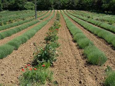 2: 160516-145007_Grignan