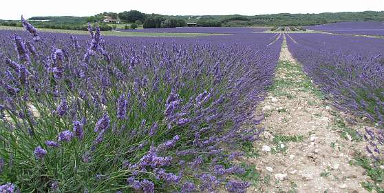 3: VanBetsy_150623_2<br>Eind juni bloeit de Lavendel (foto van Betsy v.d. Bos)
