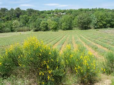 19: 160518-122546_naamloos<br>We lopen later aan de overkant langs die huizen.