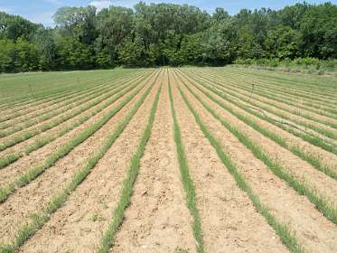 21: 160518-123316_naamloos<br>Jonge Lavendel