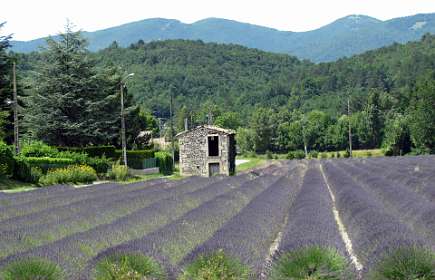 20: VanBetsy_150621_1<br>Eind juni bloeit de Lavendel (foto van Betsy v.d. Bos)