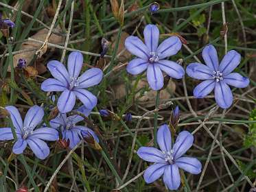 9: 160519-112436_Chantemerle<br>Aphyllanthes