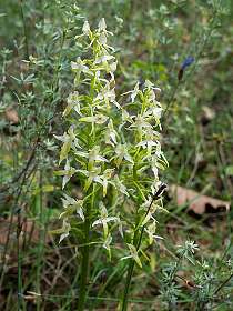 14: 160519-113458_Chantemerle