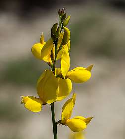 17: 160519-120746_Chantemerle<br>Gele Brem