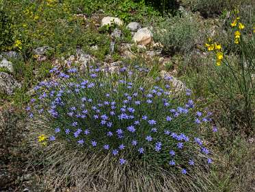 19: 160519-122555_Chantemerle<br>Aphyllanthes