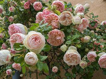 24: 160519-130518_Chantemerle