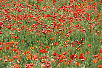 Sur la pas de Madame de Sévigné