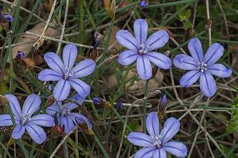 Chantemerle-lès-Grignan