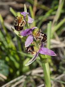 9: 160620-110814_Montbruns-les-Bains<br>Orchis